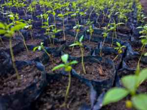 Rimba-Raya-FieldNote-Featured-Seedlings